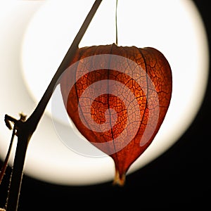 The orange fruit of the physalis is illuminated by the back light. Orange flashlight. Close up.