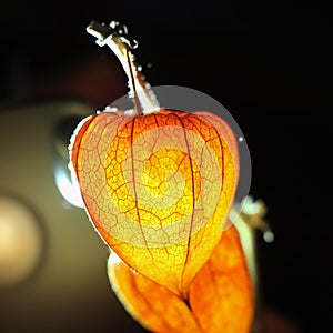 The orange fruit of the physalis is illuminated by the back light. Orange flashlight. Close up.