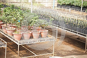 orange fruit plant tree grow in nursery house