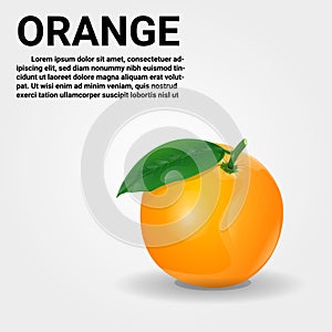 Orange fruit relistic vector illustration