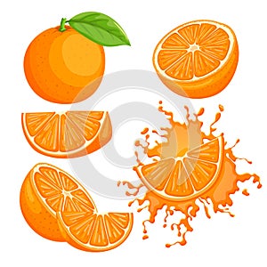 orange fruit set cartoon vector illustration