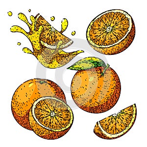 orange fruit set sketch hand drawn vector