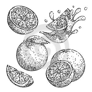 orange fruit set sketch hand drawn vector