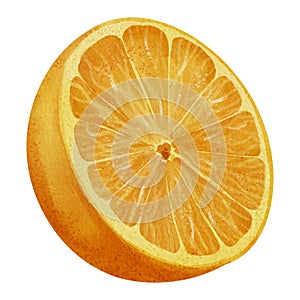 Orange Fruit Slice. Hand drawn watercolor illustration with Half of citrus food on white isolated background. Drawing of