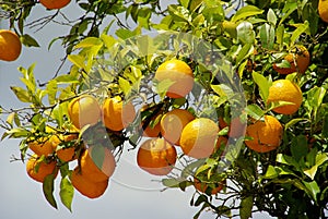 Orange fruit on tree