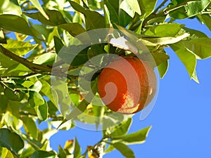 Orange fruit on tree