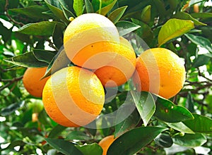 Naranja sobre el un árbol 