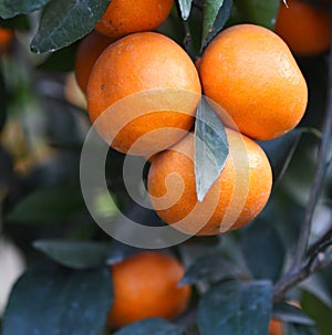 Orange fruit on a tree