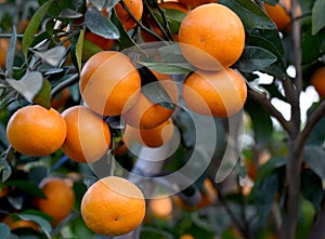 Orange fruit on a tree