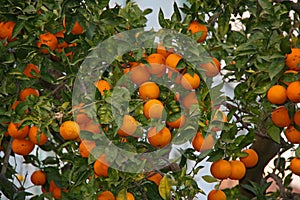 Orange fruit on a tree