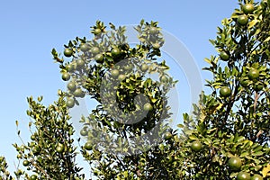 Orange fruit tree, agar, madhya pradesh, india