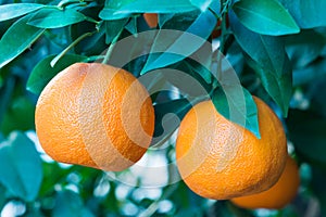 Orange fruit on a tree