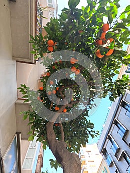 Orange fruit tree with orange ripe fruits on the city streets, Malaga, Spain