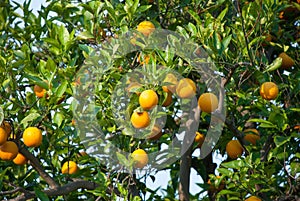 Orange fruit tree with oranges