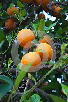Orange fruit tree with oranges