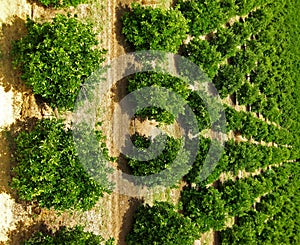 Orange Fruit Tree Orchard