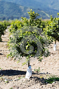 Orange Fruit Tree Orchard