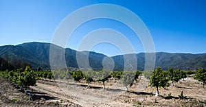 Orange Fruit Tree Orchard
