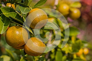 Orange fruit tree orchard.
