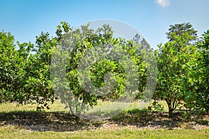 Orange fruit on the orange tree in the summer garden