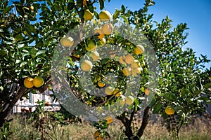 orange fruit on the trees