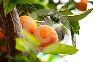 Orange fruit on the trees