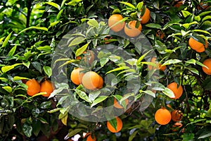 Orange fruit on the trees