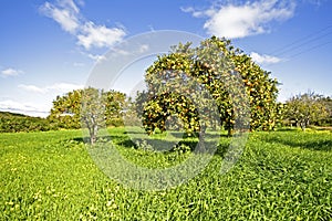 Orange fruit trees with ripe oranges