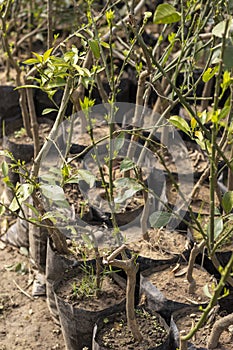 Orange fruit trees seedlings in a plant nursery