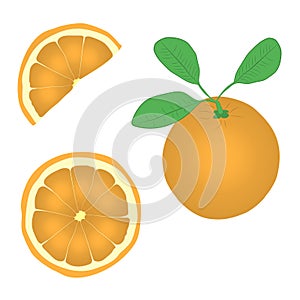 Orange fruit vector drawing illustration