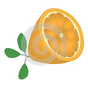 Orange fruit vector drawing illustration
