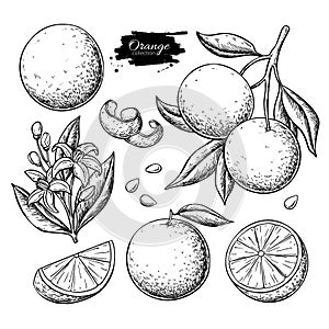 Orange fruit vector drawing set. Summer food engraved illustration.