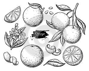 Orange fruit vector drawing set. Summer food engraved  illustration.