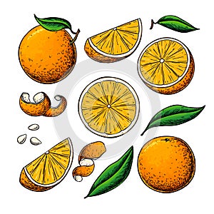 Orange fruit vector drawing. Summer food engraved illustration Isolated hand drawn slice, whole and half orange