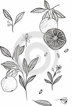 Orange fruit vector drawing. Summer food engraved illustration Isolated hand drawn slice, whole and half orange, branch, blooming