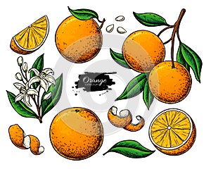 Orange fruit vector drawing. Summer food illustration