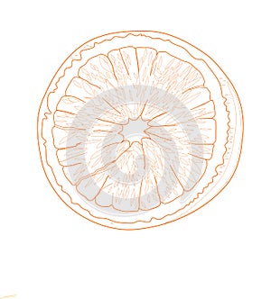 Orange fruit - vector illustration.