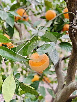 Orange fruit winter pleasure