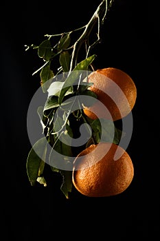 Orange fruite wallpaper