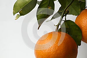 Orange fruite wallpaper