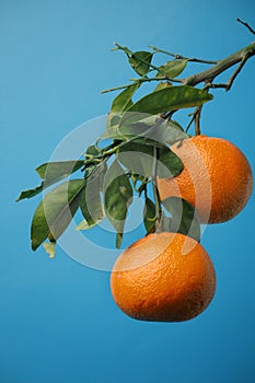 Orange fruite wallpaper