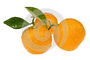 Orange fruits. calamondis
