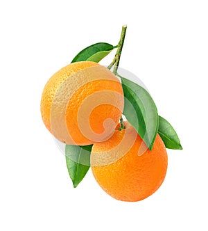 Orange fruits hangging with branch and green leaves