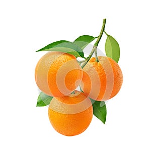 Orange fruits hangging with branch and green leaves photo