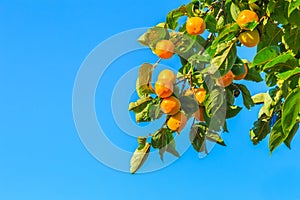 Orange fruits ripe on a tree on blue sky background.