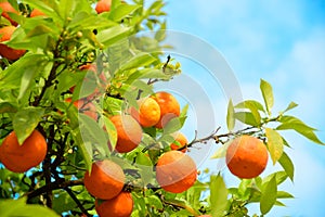 Orange fruits tree against blue sky with green leaves on tree