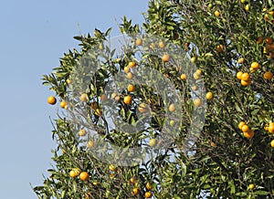 Orange full of ripe juicy fruits