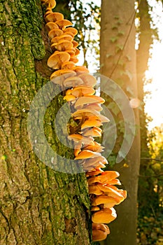 Orange funghi growing on the side of a tree