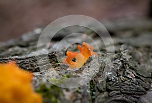 Orange Fungi