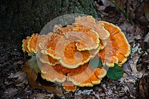 Orange Fungi photo